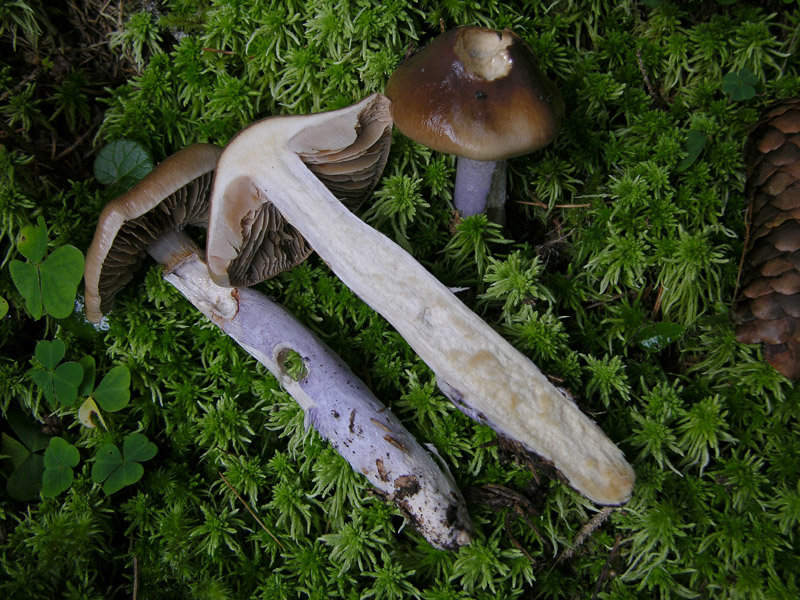 Cortinarius integerrimus Kuhner ex Kuhner.